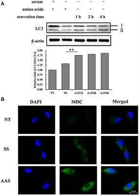 Phosphoproteomics Analysis Reveals a Pivotal Mechanism Related to Amino Acid Signals in Goat Fetal Fibroblast